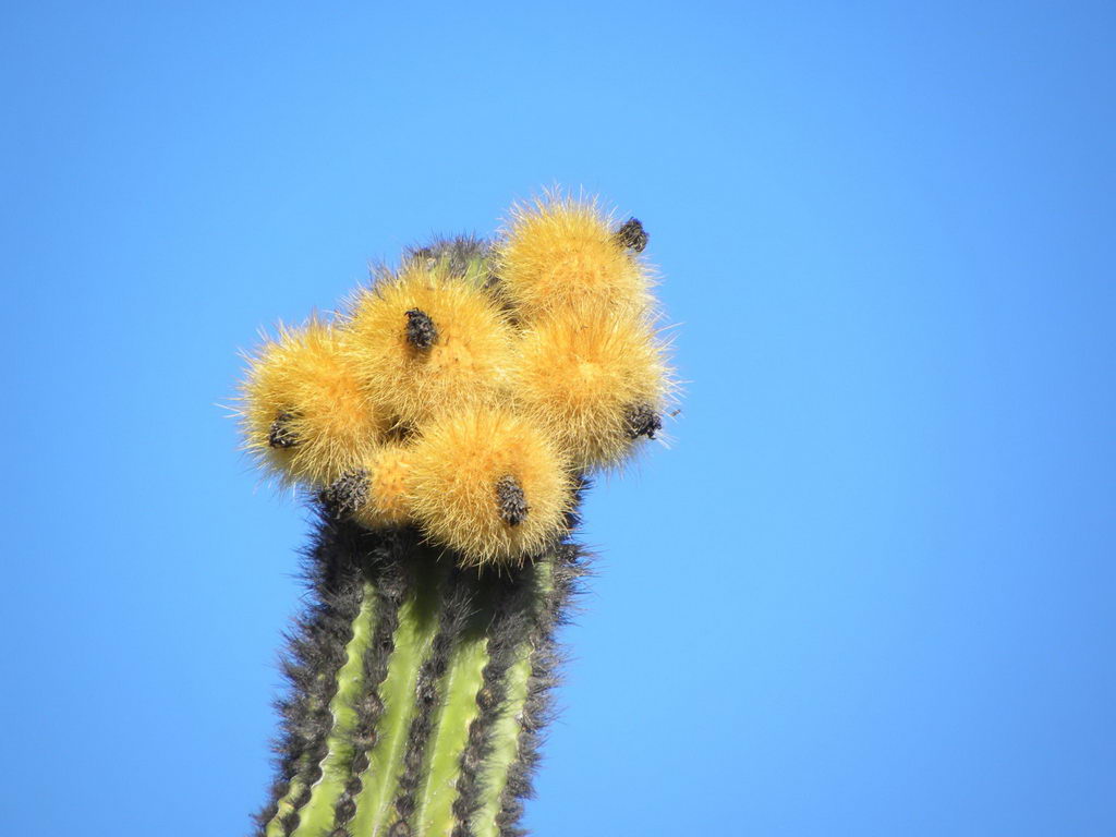 hair brush , Indian comb